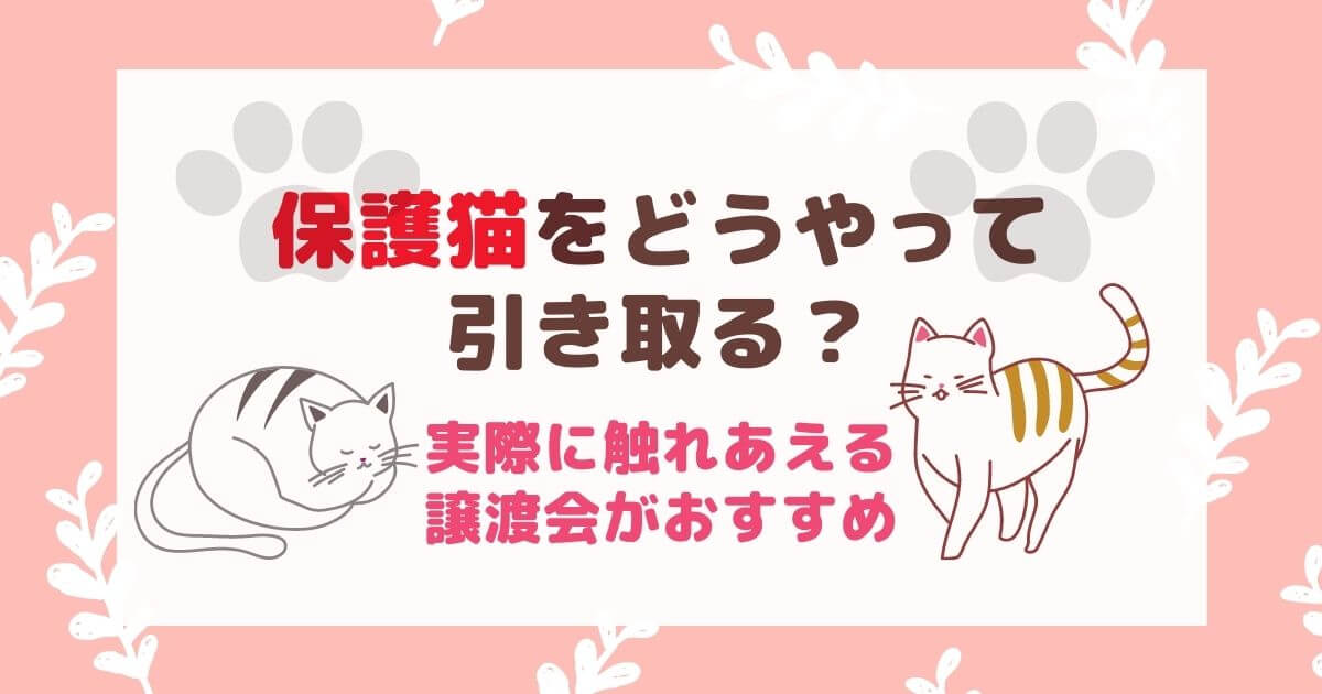 保護猫をどうやって引き取るか。譲渡会がおすすめ