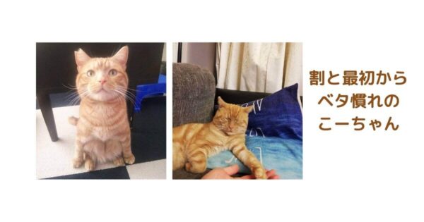 引き取ったばかりでもあまり緊張のしないわが家の猫