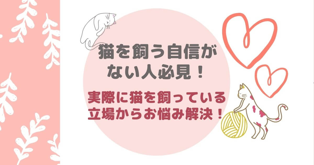 猫を飼う自信がない人必見！実際に猫を飼っている立場からお悩み解決！